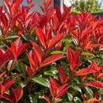 Červienka Fraserova (Photinia × fraseri) ‘RED ROBIN TOSCANA’ - výška 20-30, kont. C2L